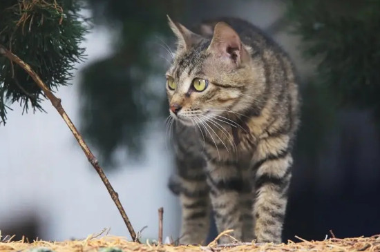 狸花猫能听懂人话吗