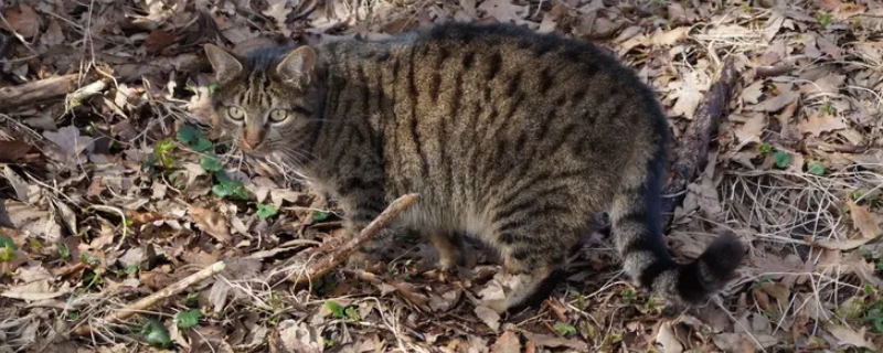 狸花猫能听懂人话吗