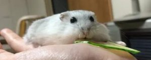 摸完仓鼠后必须洗手吗