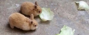 怎么辨别兔子是母的还是公的