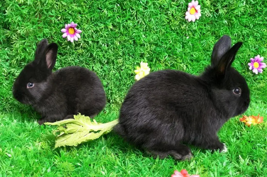 怎么辨别兔子是母的还是公的