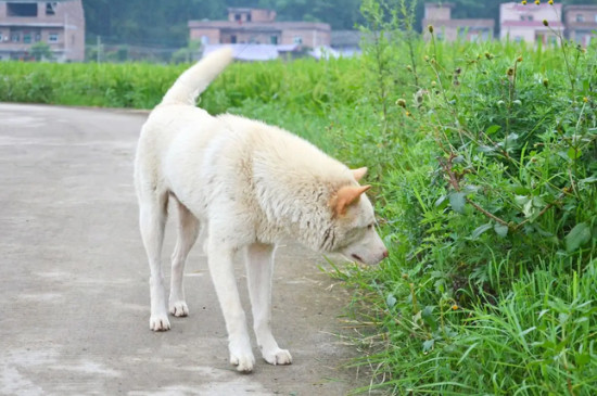 土狗的自然繁育方法