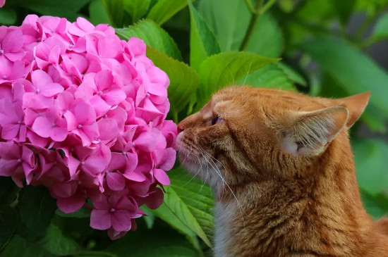 剑兰花对猫来说有毒吗