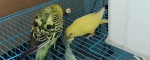 鹦鹉踩背后多久下蛋