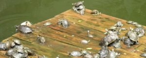 乌龟一周不吃会饿死吗