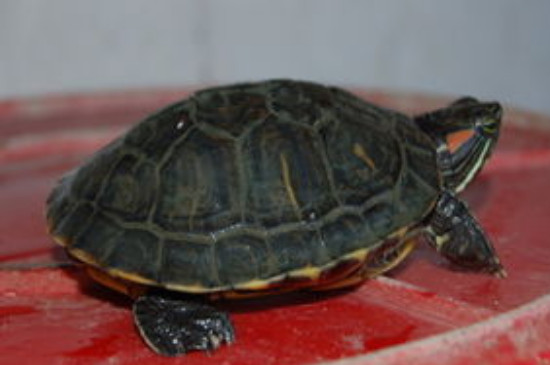 乌龟能吃橘子吗