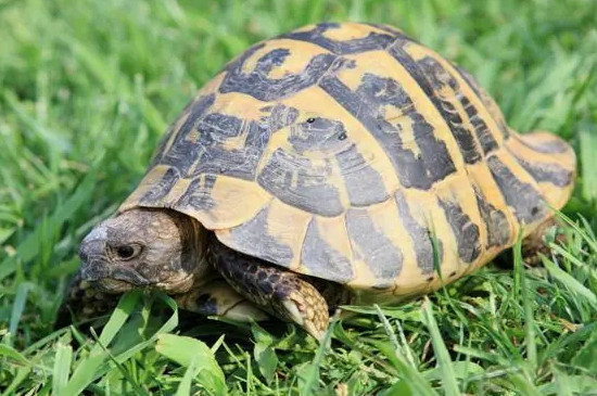 乌龟能吃橘子吗