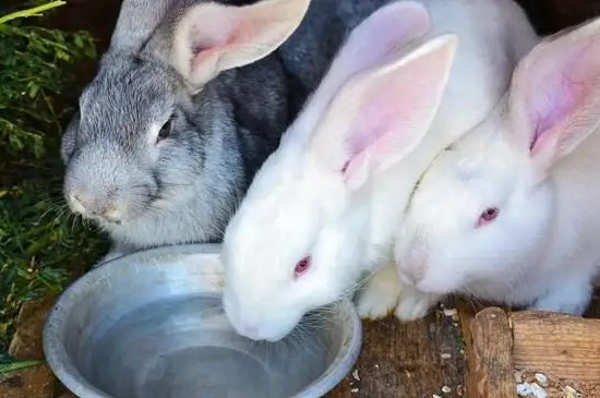 兔子要喝水吗
