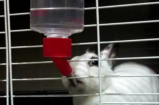 兔子要喝水吗