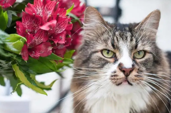 绣球花对猫有毒吗