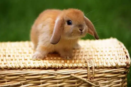 兔子耳朵贴背代表什么