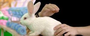 兔子耳朵贴背代表什么
