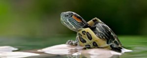 养巴西龟的正确方法