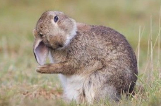 兔子聪明吗有智商吗