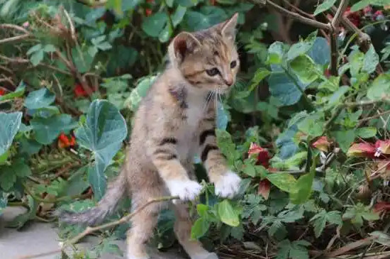 家里有猫可以养腊梅吗