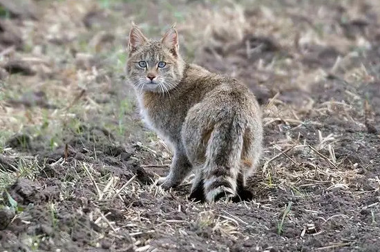 野猫半夜为什么会鬼哭狼嚎?