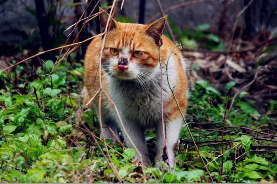 野猫半夜为什么会鬼哭狼嚎?