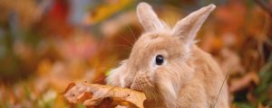 兔子能吃橘子叶吗