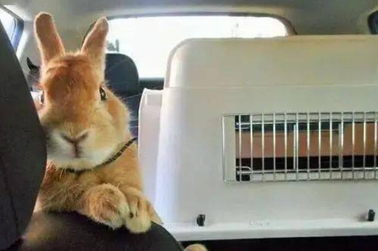 兔子坐车会难受吗