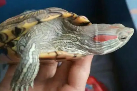 巴西龟长多大会咬人