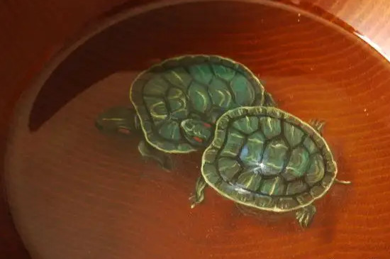 乌龟水位放到多少合适