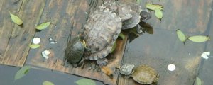 乌龟有记忆力吗