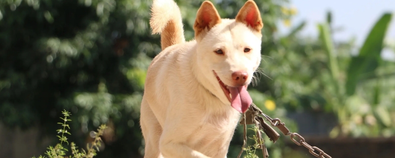土狗挨打后还认主人吗