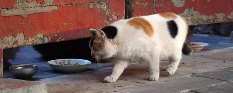 三花猫性格特点