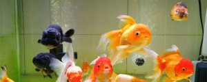 鱼会不会冬眠