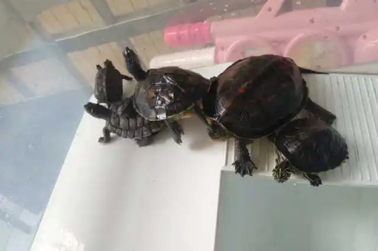 乌龟的指甲会自动脱落吗