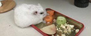 仓鼠可以吃桂圆吗