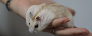 仓鼠能把大米当主食吗