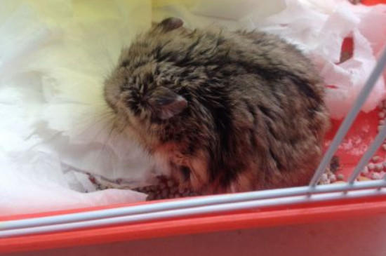 仓鼠湿尾必死吗