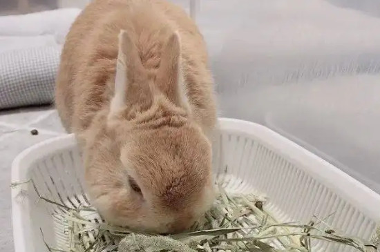 兔子吃太饱的症状