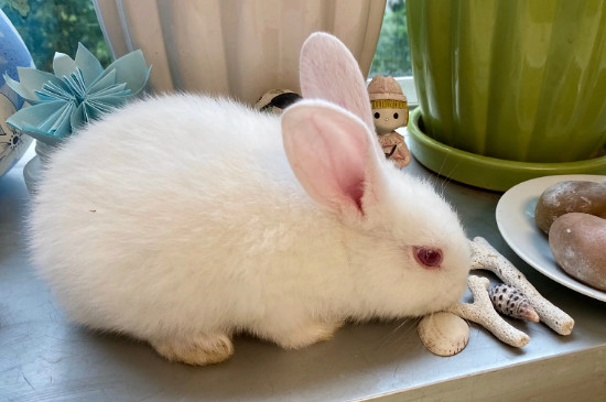 兔子吃太饱的症状
