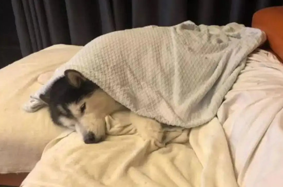 狗子在被窝里不缺氧吗