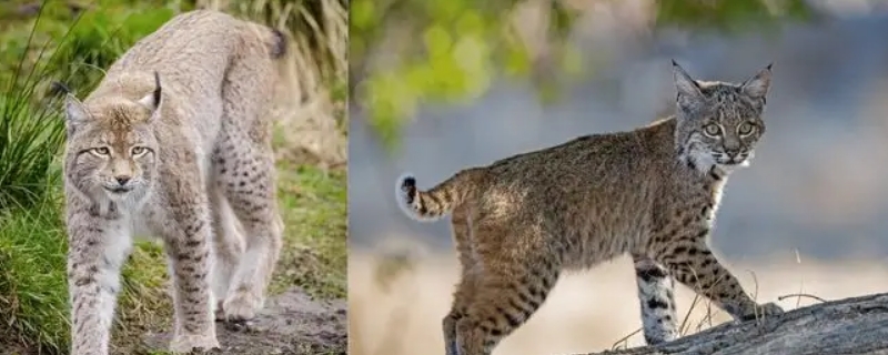 猞猁和猫的区别