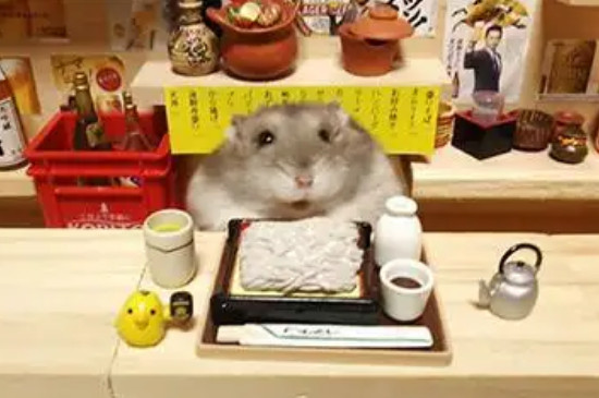 仓鼠可以喝酸奶吗
