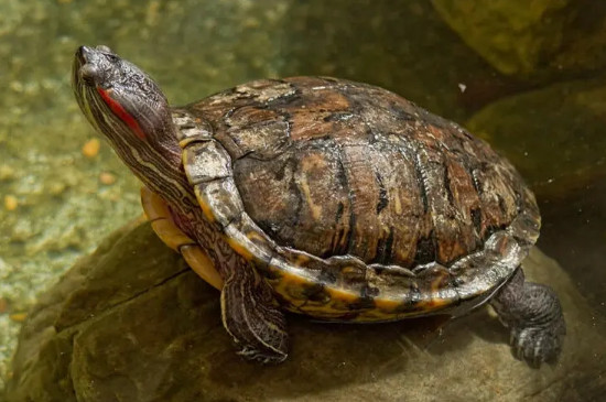 乌龟冬眠醒来后多久可以喂食