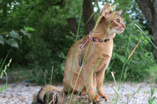 猫跳蚤怎么彻底消灭