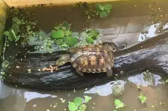 乌龟出眠后几天可以喂