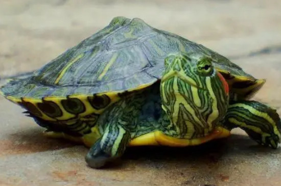 巴西龟和草龟能混养吗