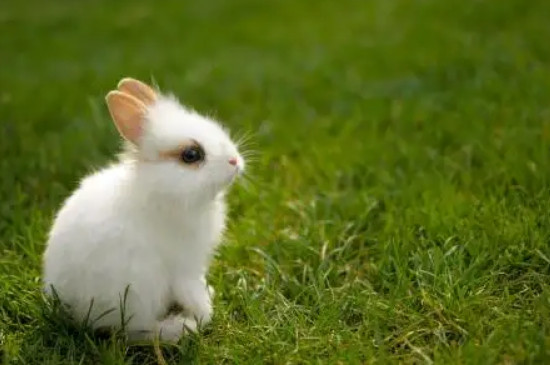 怎么逗兔子开心