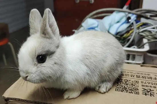 侏儒兔会长大吗
