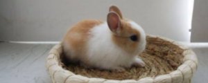 侏儒兔会长大吗