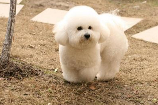 白色的小型犬有哪些品种