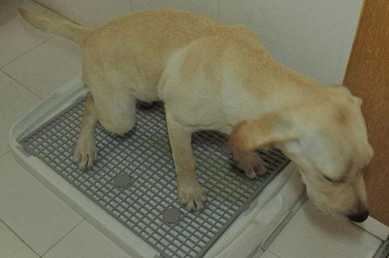 怎么教狗上厕所