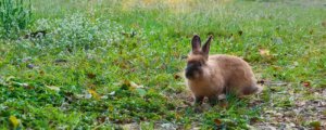 兔子最爱吃什么草