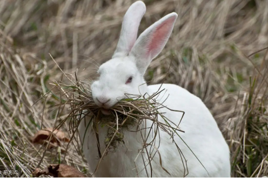 兔子最爱吃什么草