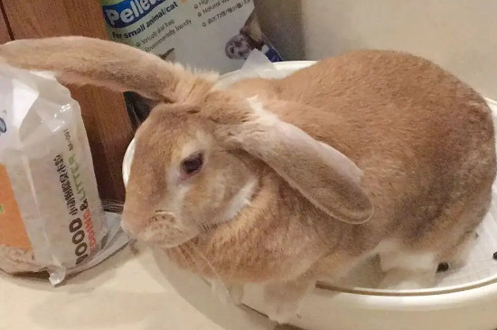 如何让兔子学会上厕所